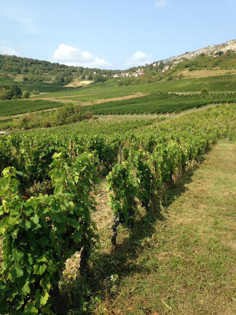 Village Orches