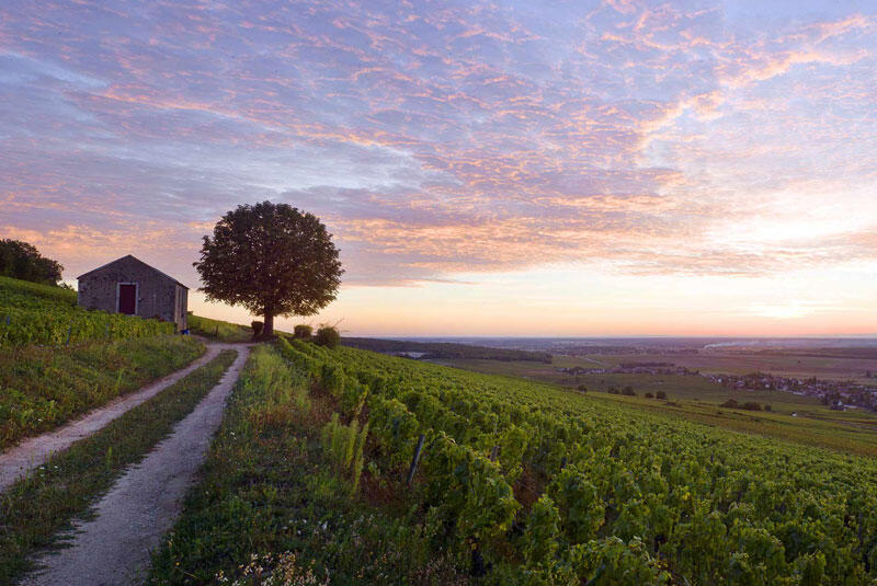 Chemin Grands Crus