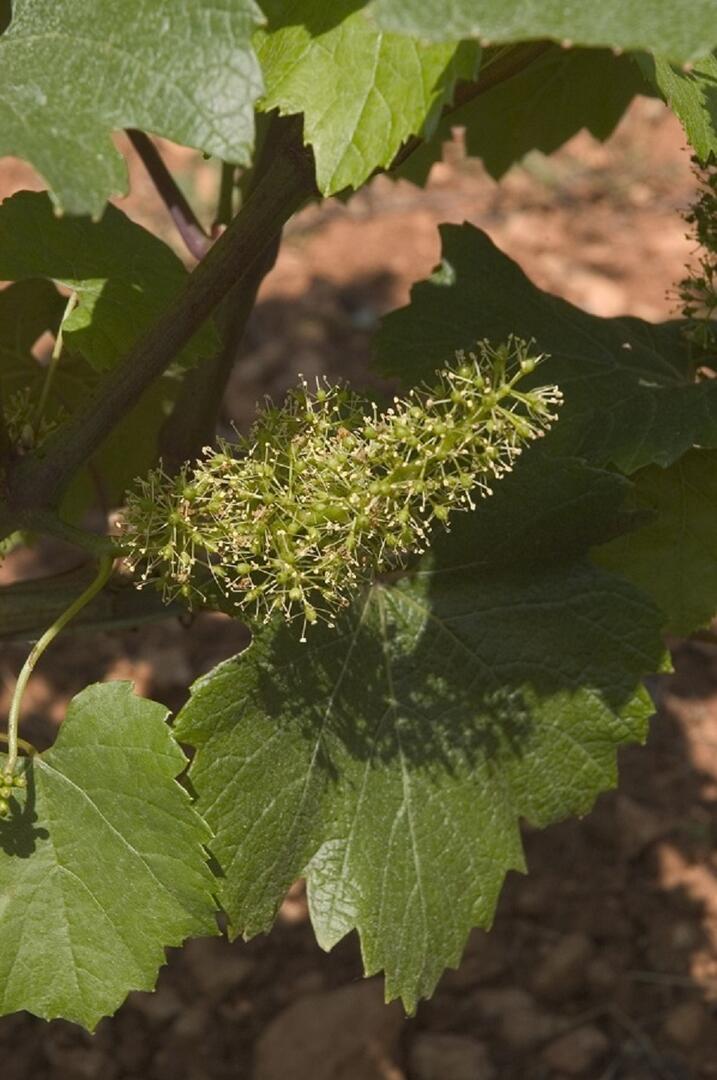 Fleur de Vigne