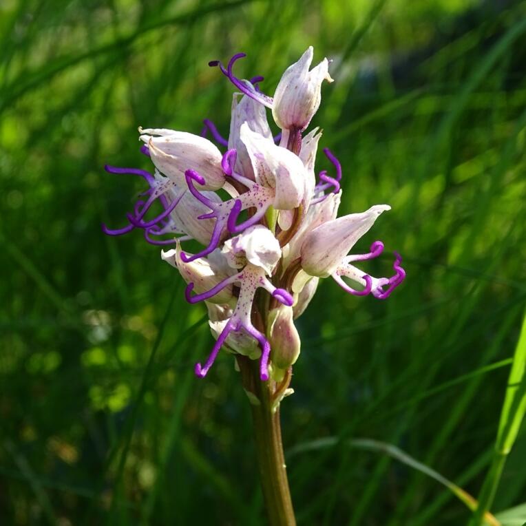 a3df39b520c4-ata-2018-champigny-orchis-singe-orchis-simia-1128783