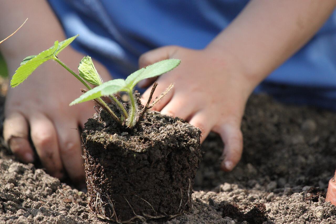 potager-jardin-enfant-237003
