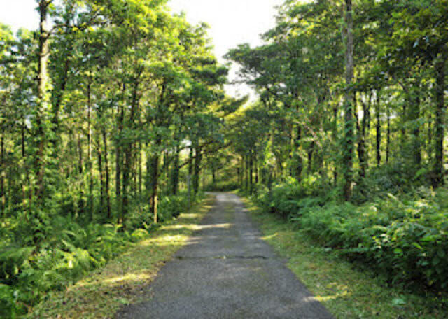 f56df_La-for-t-de-Mare-longue-St-Philippe.jpg_1