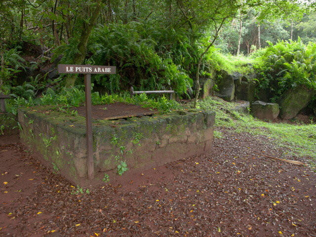 3c64f_puit-arabe-reunion.jpg_1