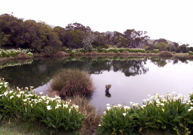 ac9d9_piton-de-l-eau-08.JPG_1