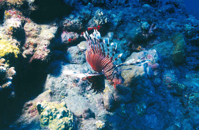 d68ae_fonds-marins77-plongee-pterois.jpg_1
