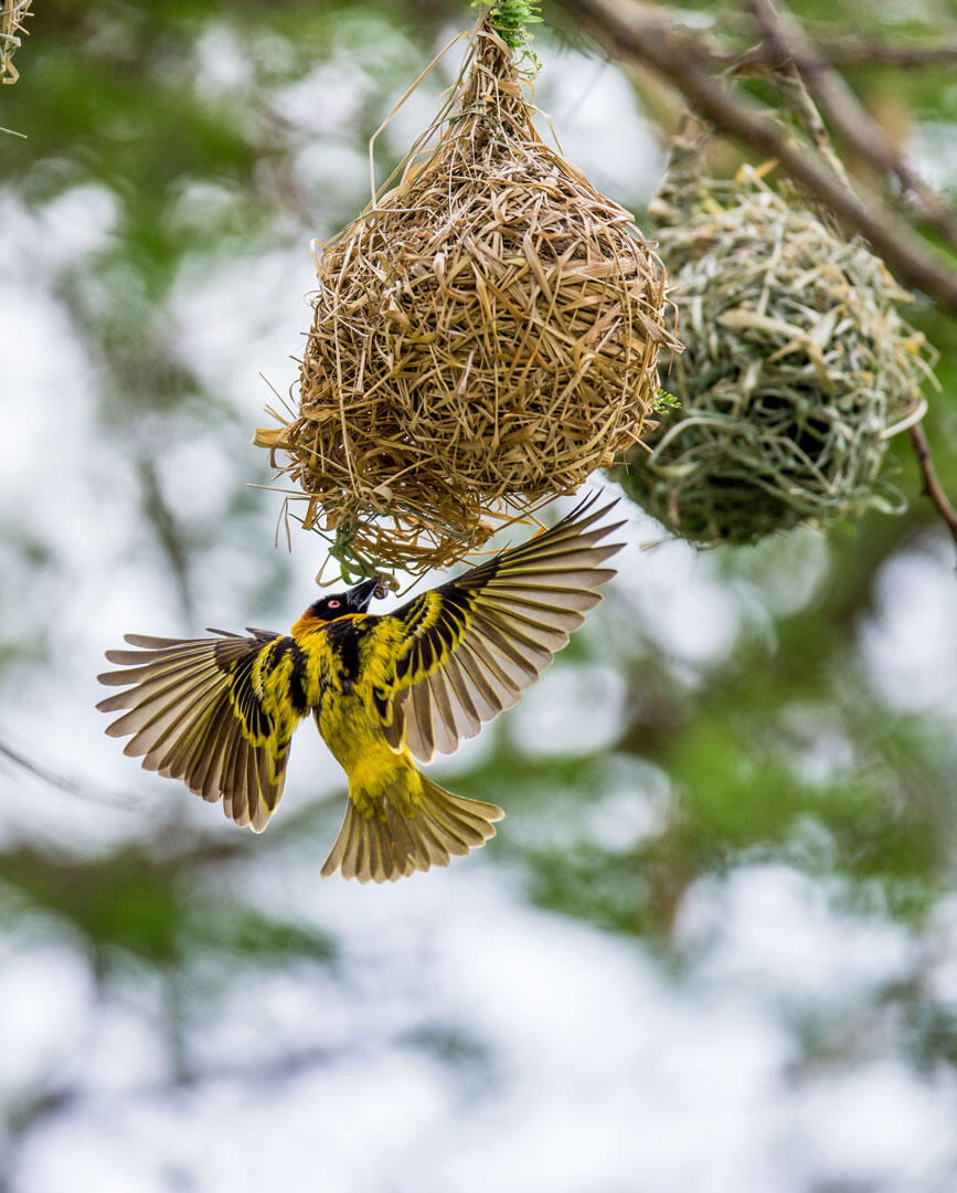 Weaver is building a nest on a tree. Africa. Uganda.