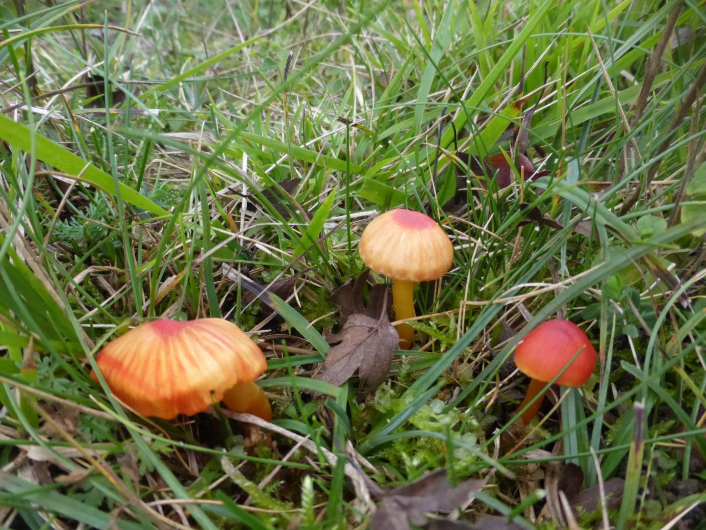 CEN_hygrocybe_calciphila_g.meire_