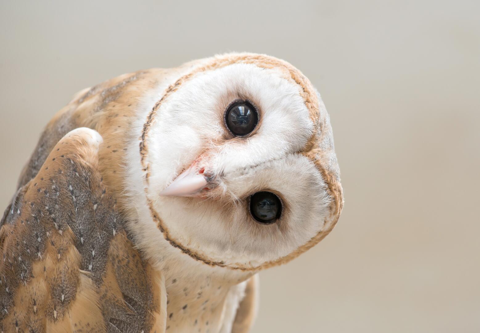common barn owl ( Tyto albahead ) close up