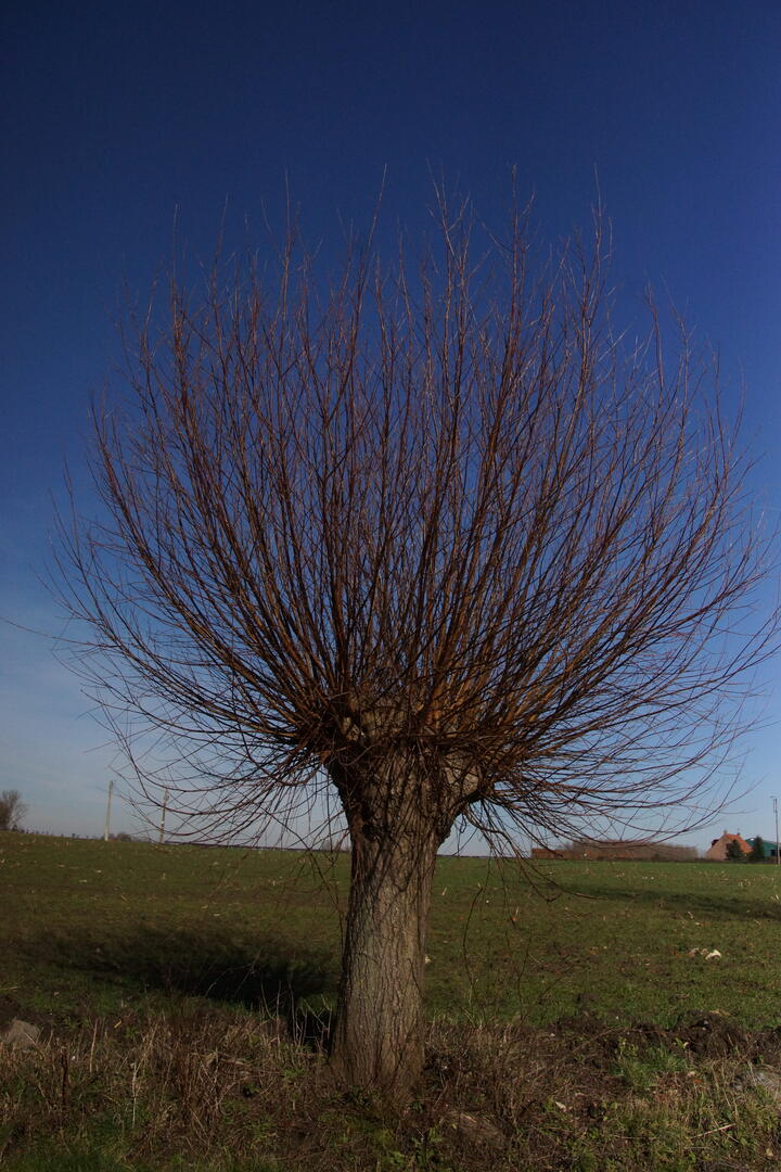 Arbre