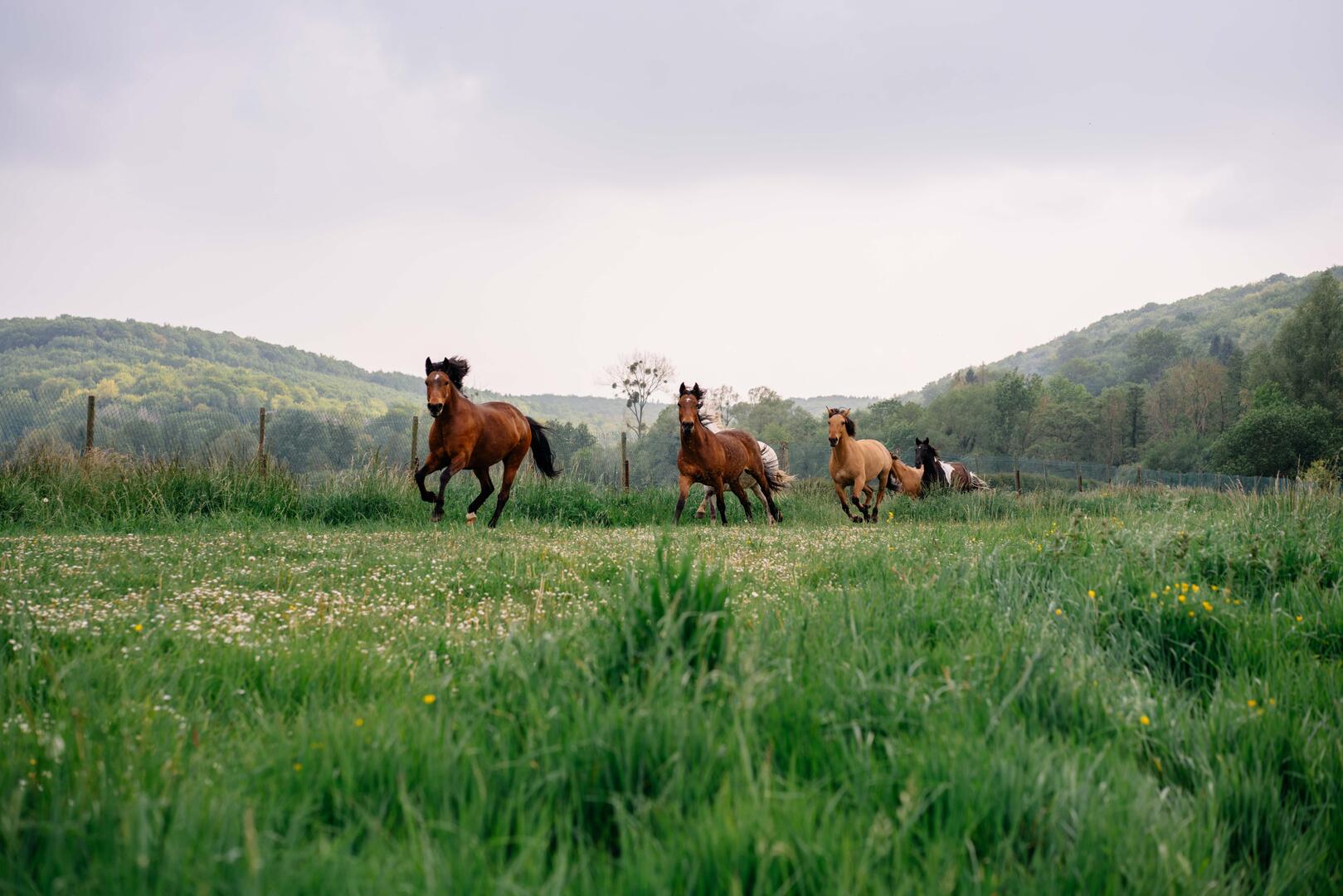 Lâcher de chevaux