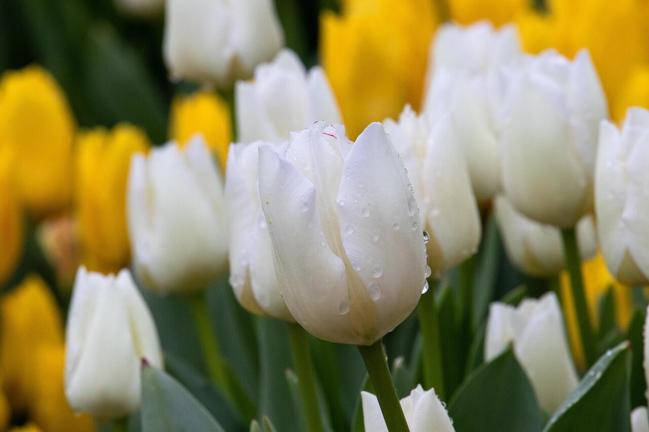 Tulipes