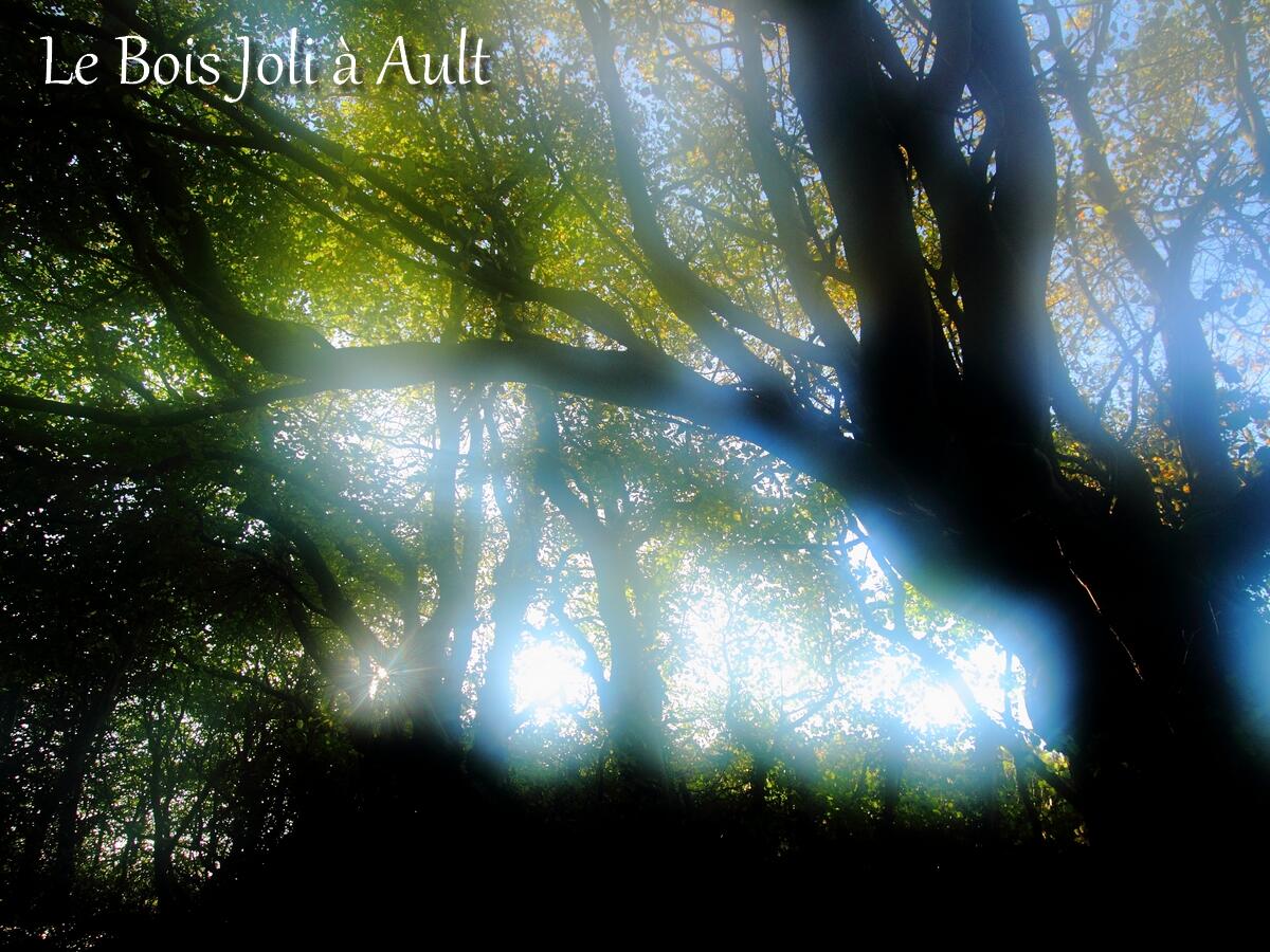 animation_foret Pixiflore
