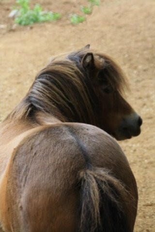 Ile aux Poneys (L')