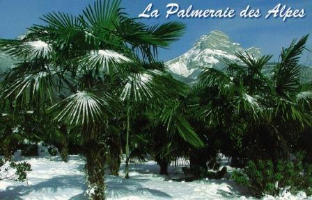 La palmeraie des Alpes