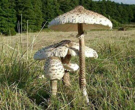 Conférence "les champignons : maillon faible de la biodiversité"_Abriès-Ristolas