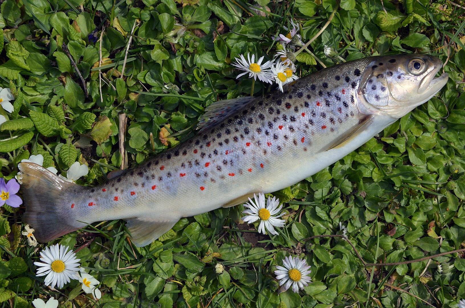Parcours de pêche no-kill