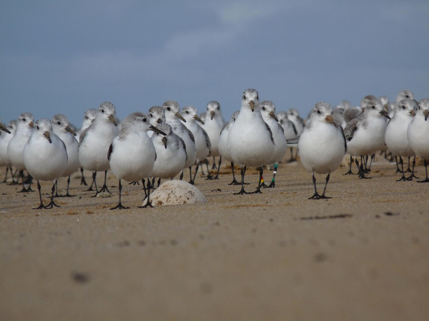Bécasseaux sanderlings