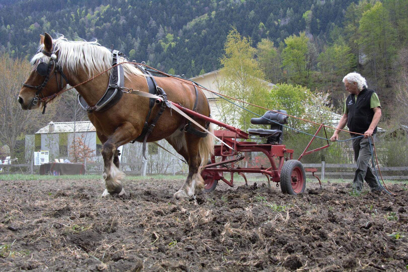 Démonstration de traction animale, buttage de pommes de terres avec Equi'Grimpe_Chabottes