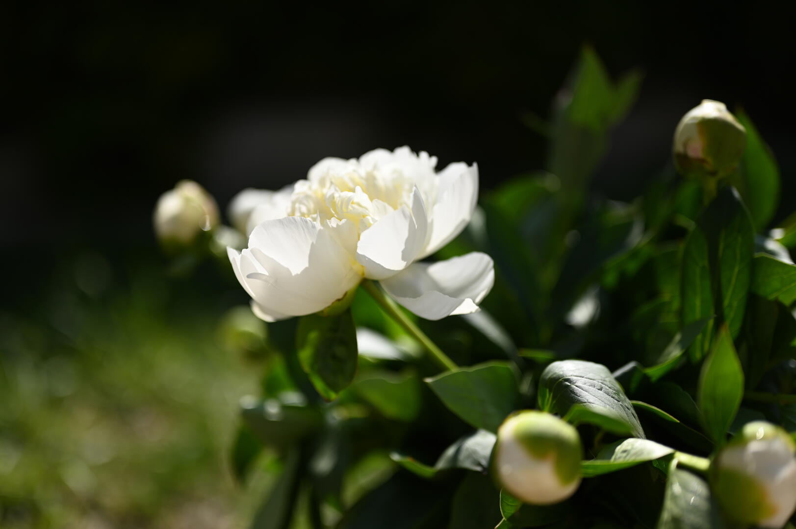 Fête de la pivoine