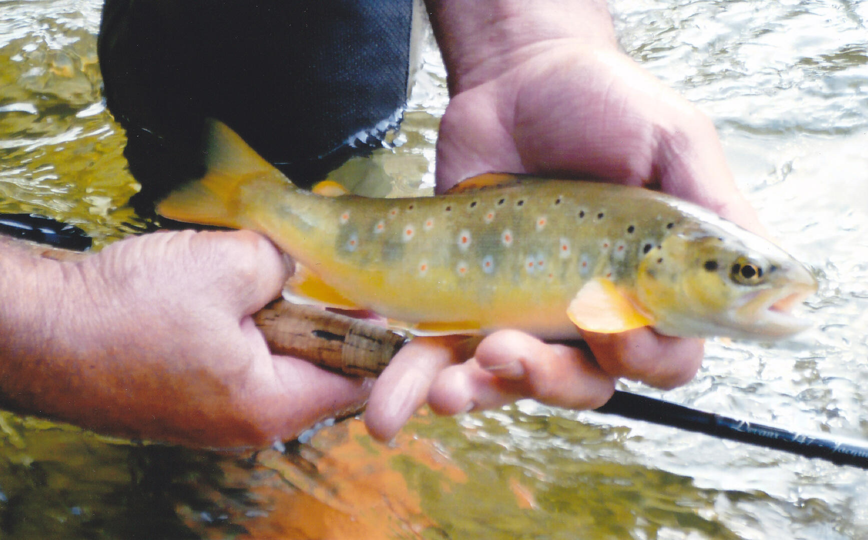 peche