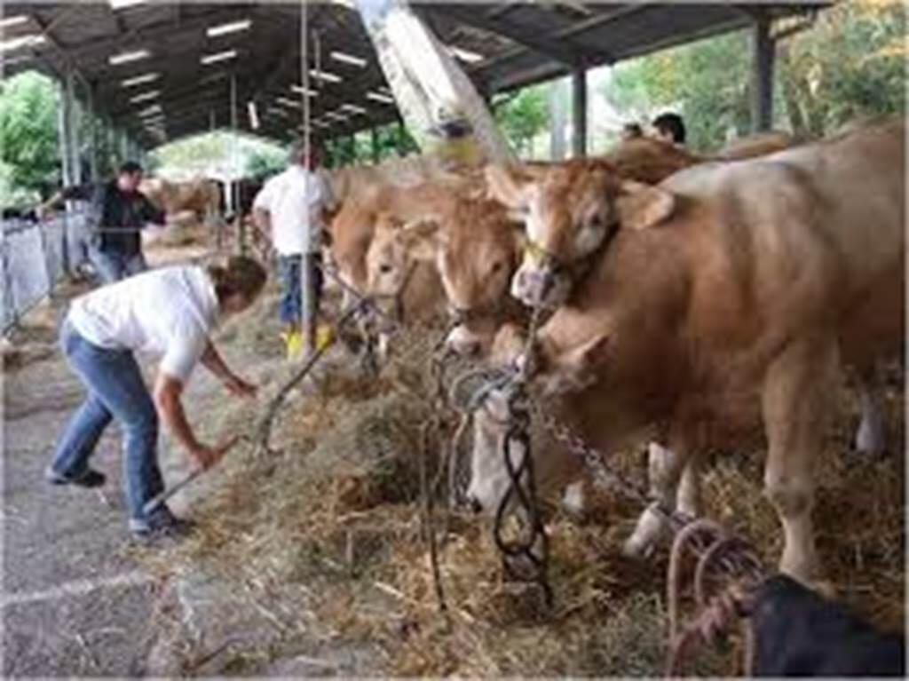 Fête de la Ruralité