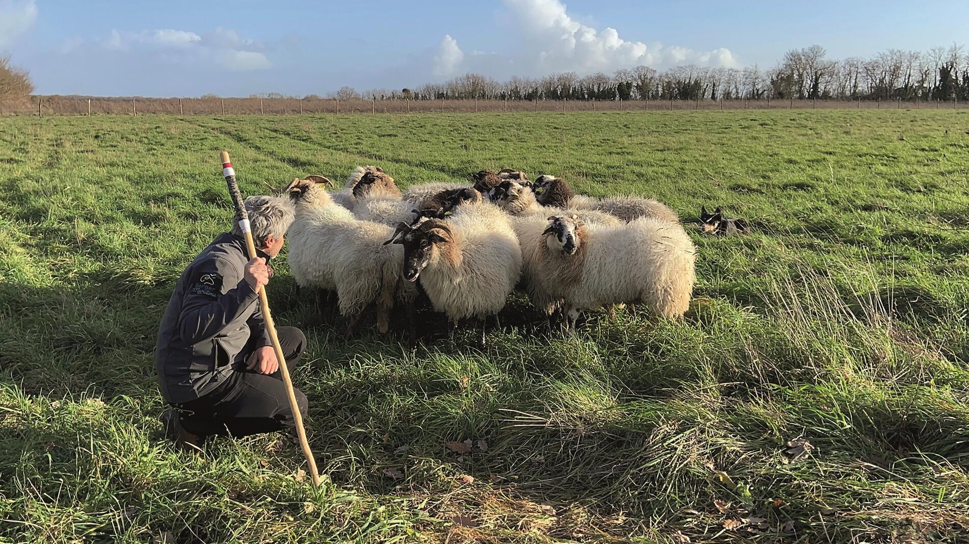 Visite guidée : Un troupeau insolite : Rencontre avec un berger maritime._Fouras-les-Bains
