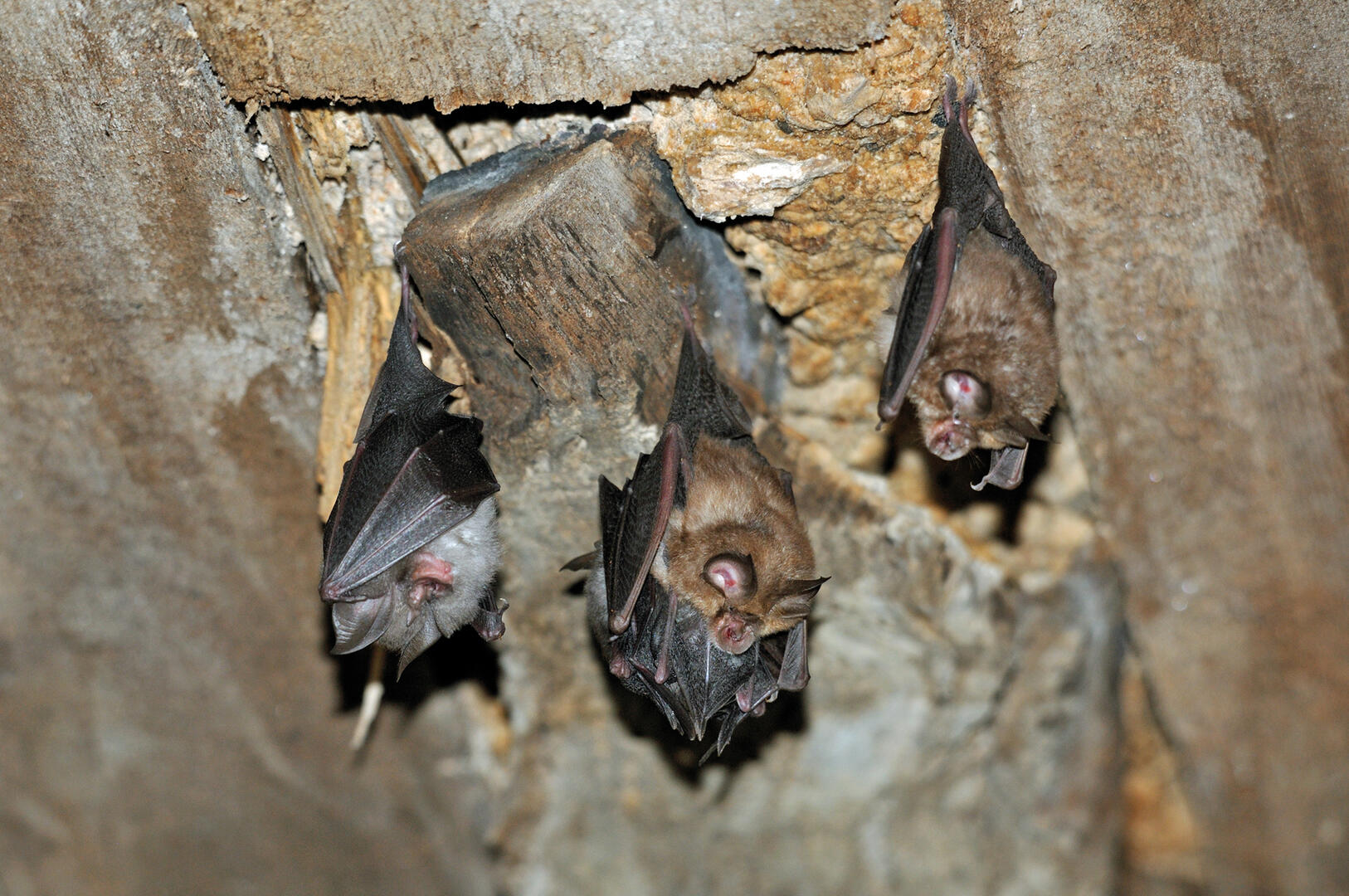 rois petits rhinolophes, (Rhinolophus hipposideros)