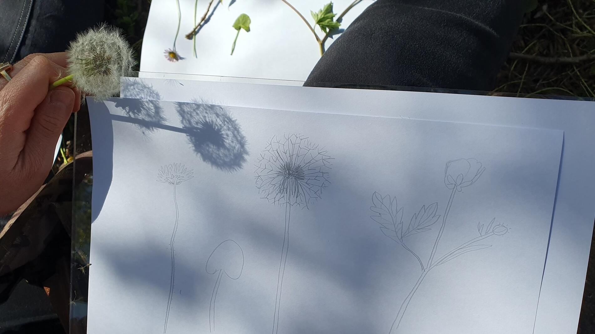 Atelier de dessin d'observation naturaliste avec Emilie Vanvolsem_Bourg-en-Bresse