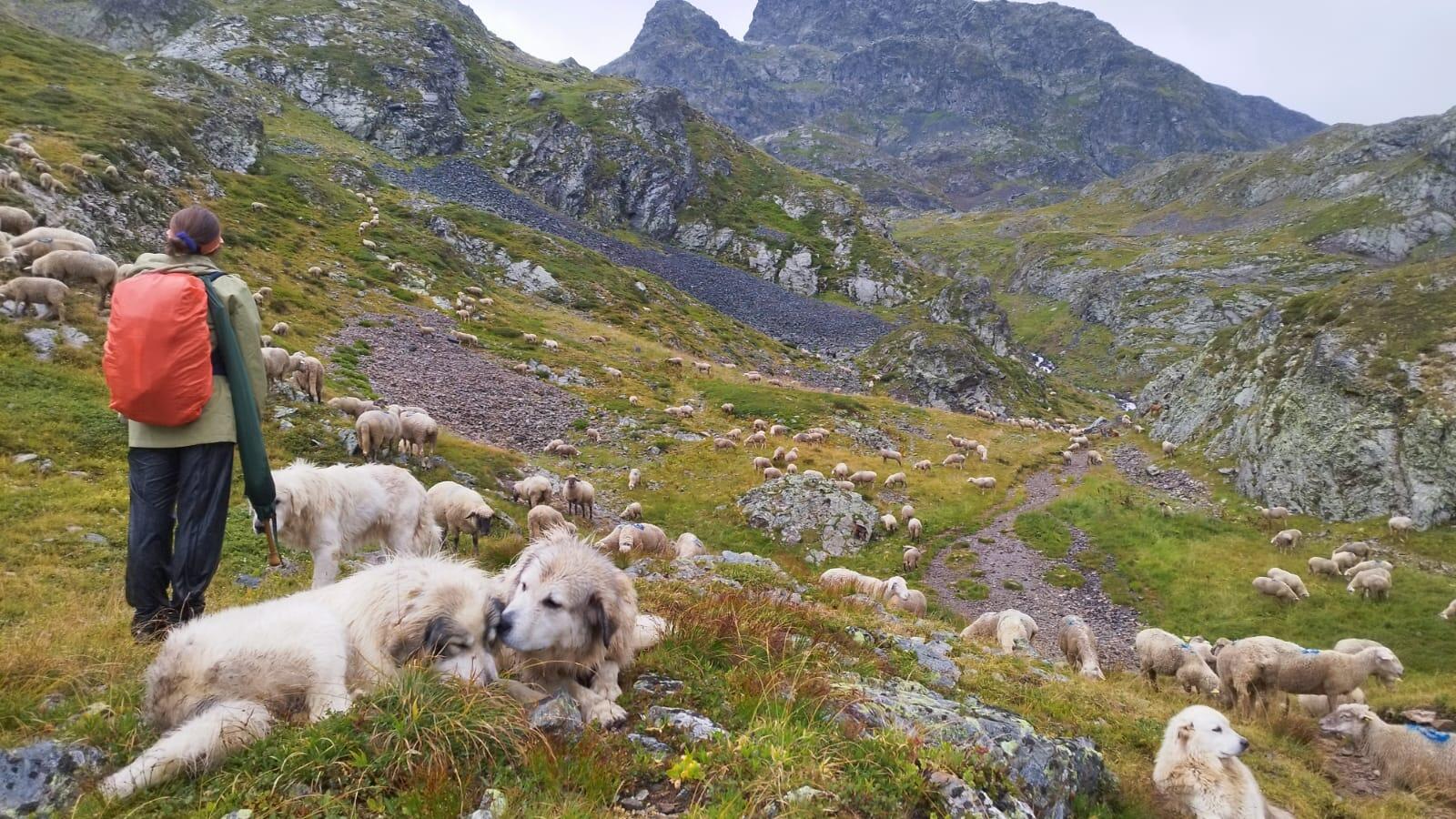 Bergère, chiens et troupeau
