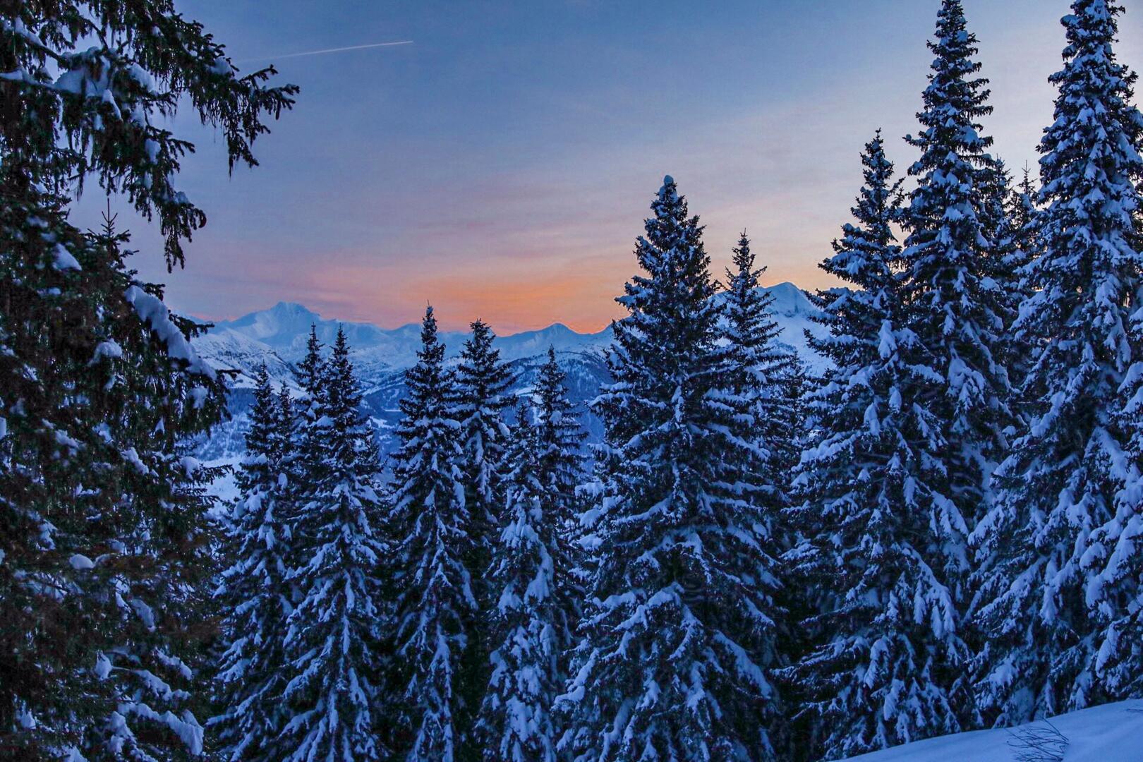 Forêt enneigée