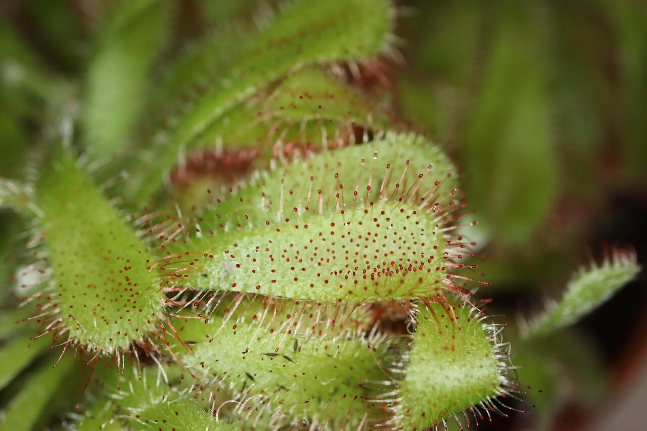 Animation enfant 7-13 ans - Les Plantes carnivores_Ceyzérieu