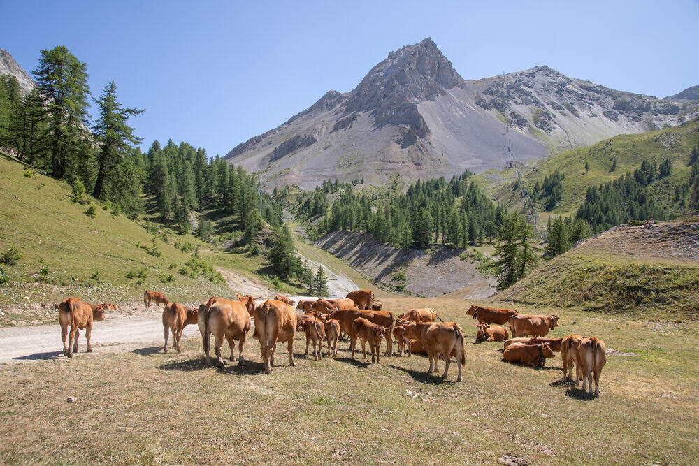 Vaches sur le secteur du Bachas