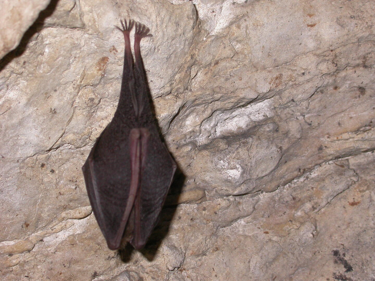 Mission chauves-souris à la RNN de la Grotte de Hautecourt