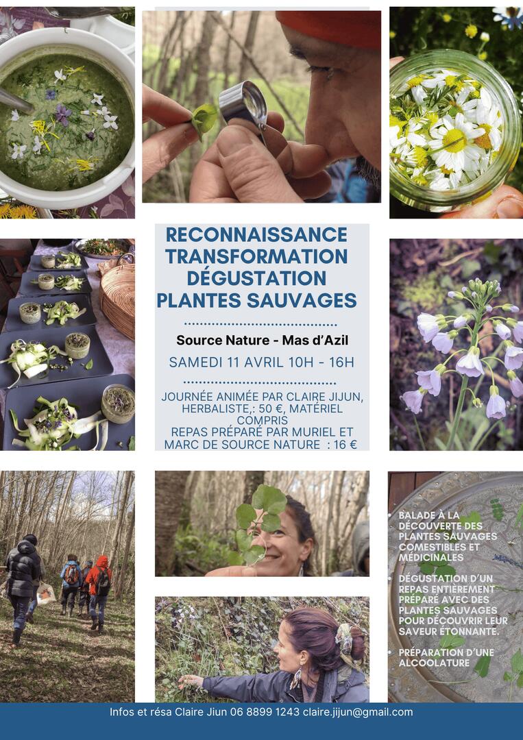 Découverte des plantes sauvages comestibles et médicinales_Le Mas-d'Azil