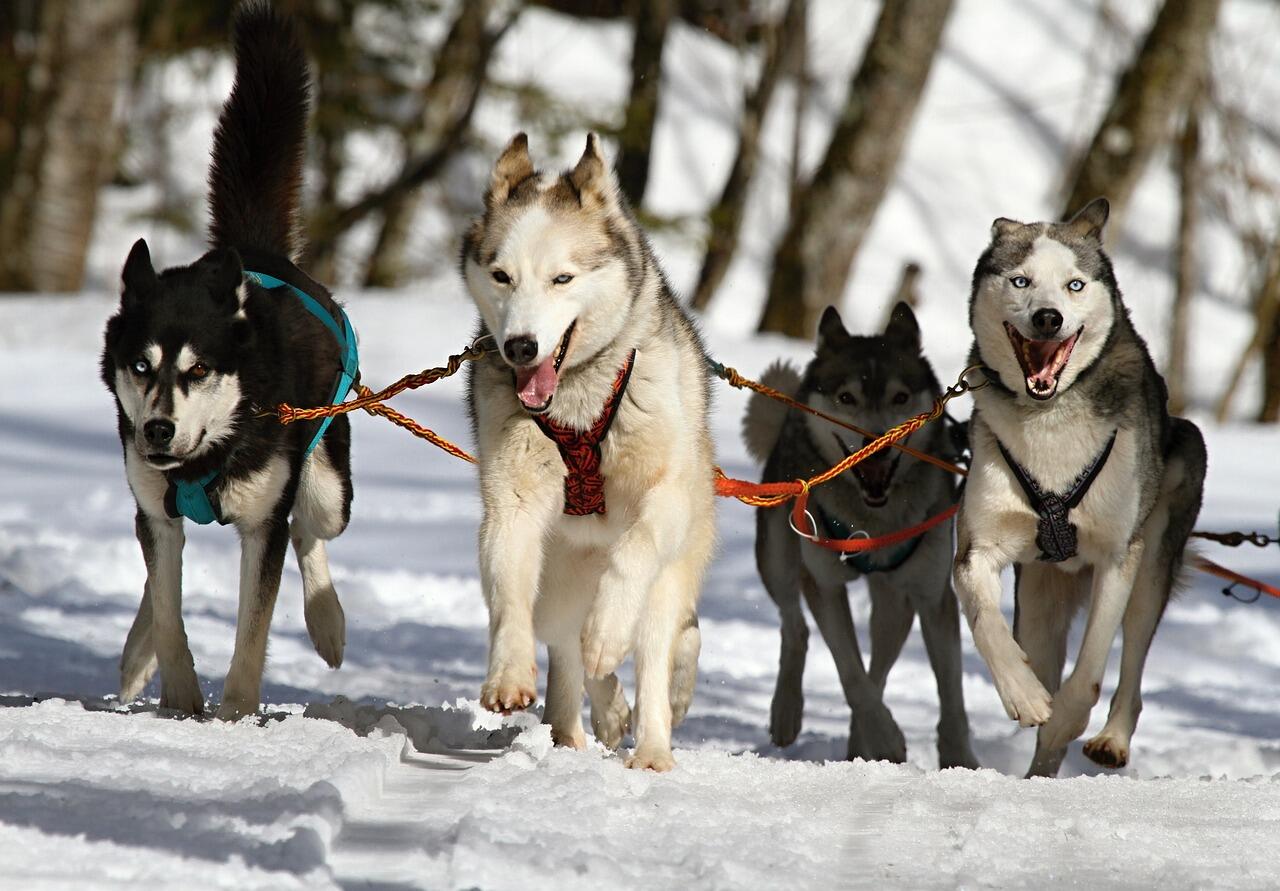 Baptême en traîneau à chiens et cani-rando - ESF