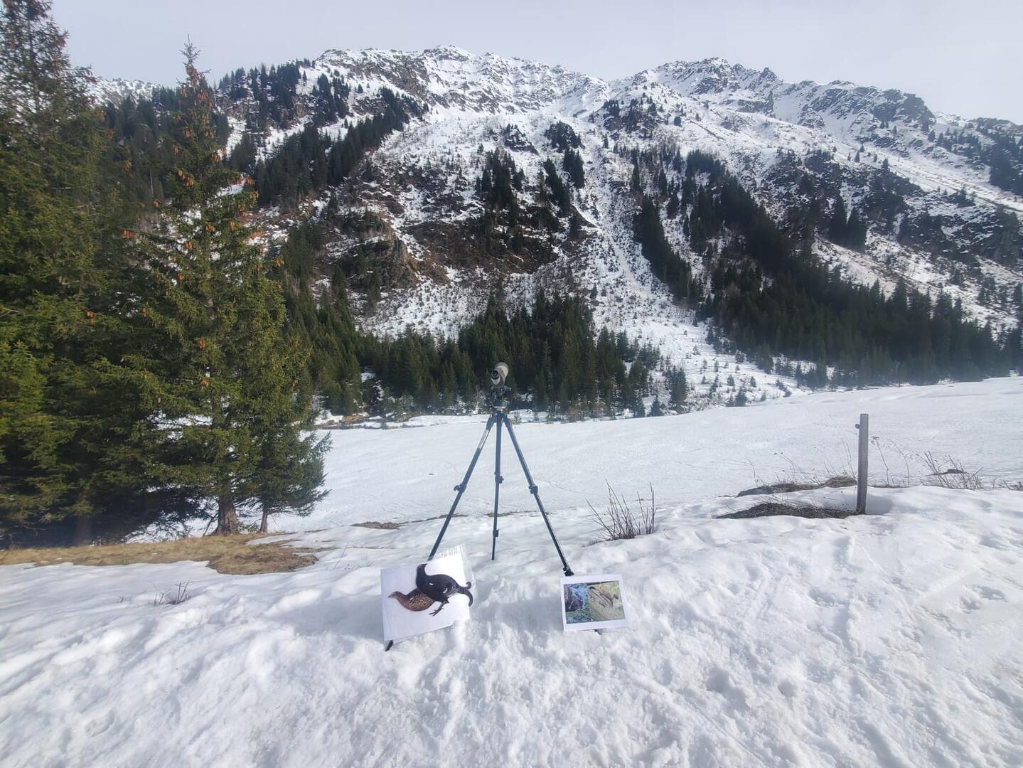 Maraudage en Réserve Naturelle : échanges "Jours blancs au sommet"_Les Contamines-Montjoie