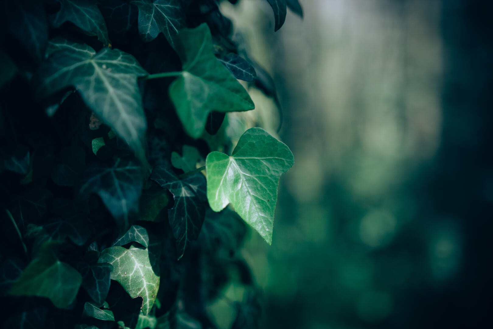Sylvothérapie en Ariège - A la rencontre du Lierre