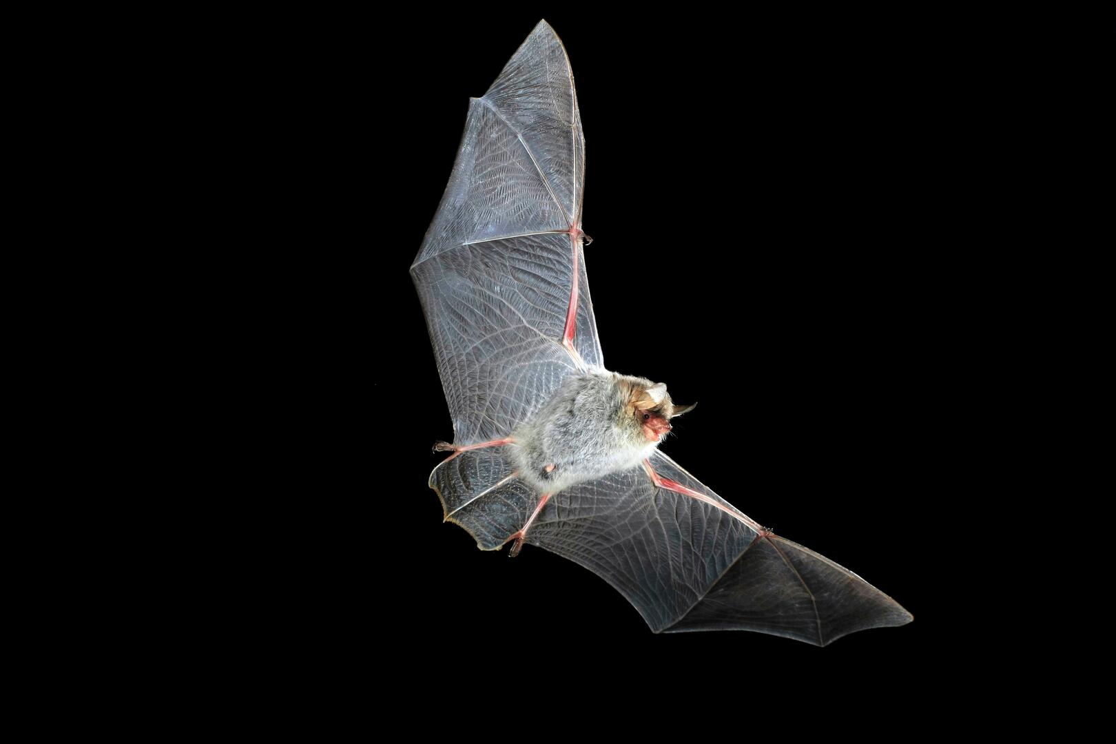 Chauve-souris