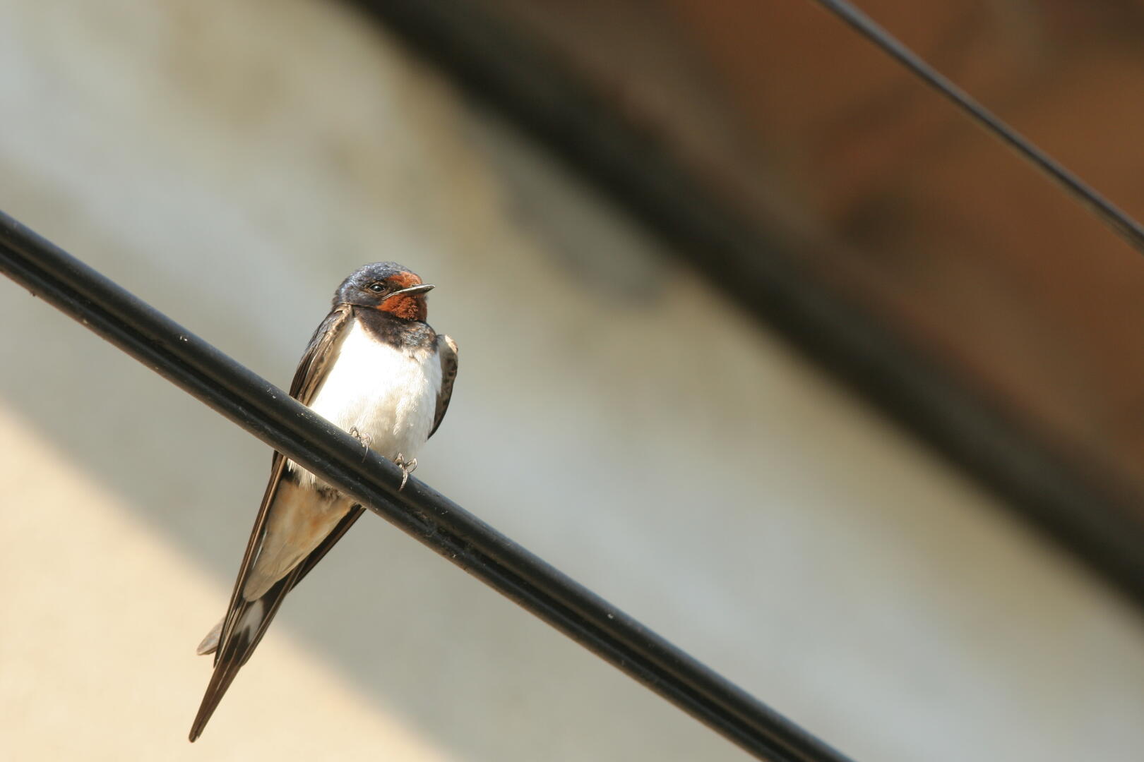 Inventaire participatif des oiseaux du bâti - Cycle_Crolles