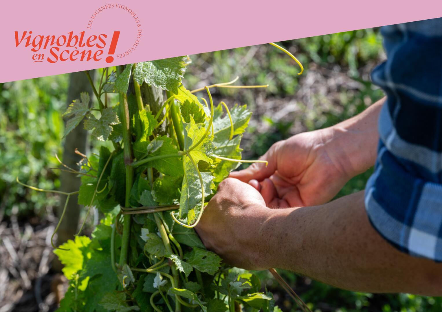 Visite et dégustation au Domaine Mouton