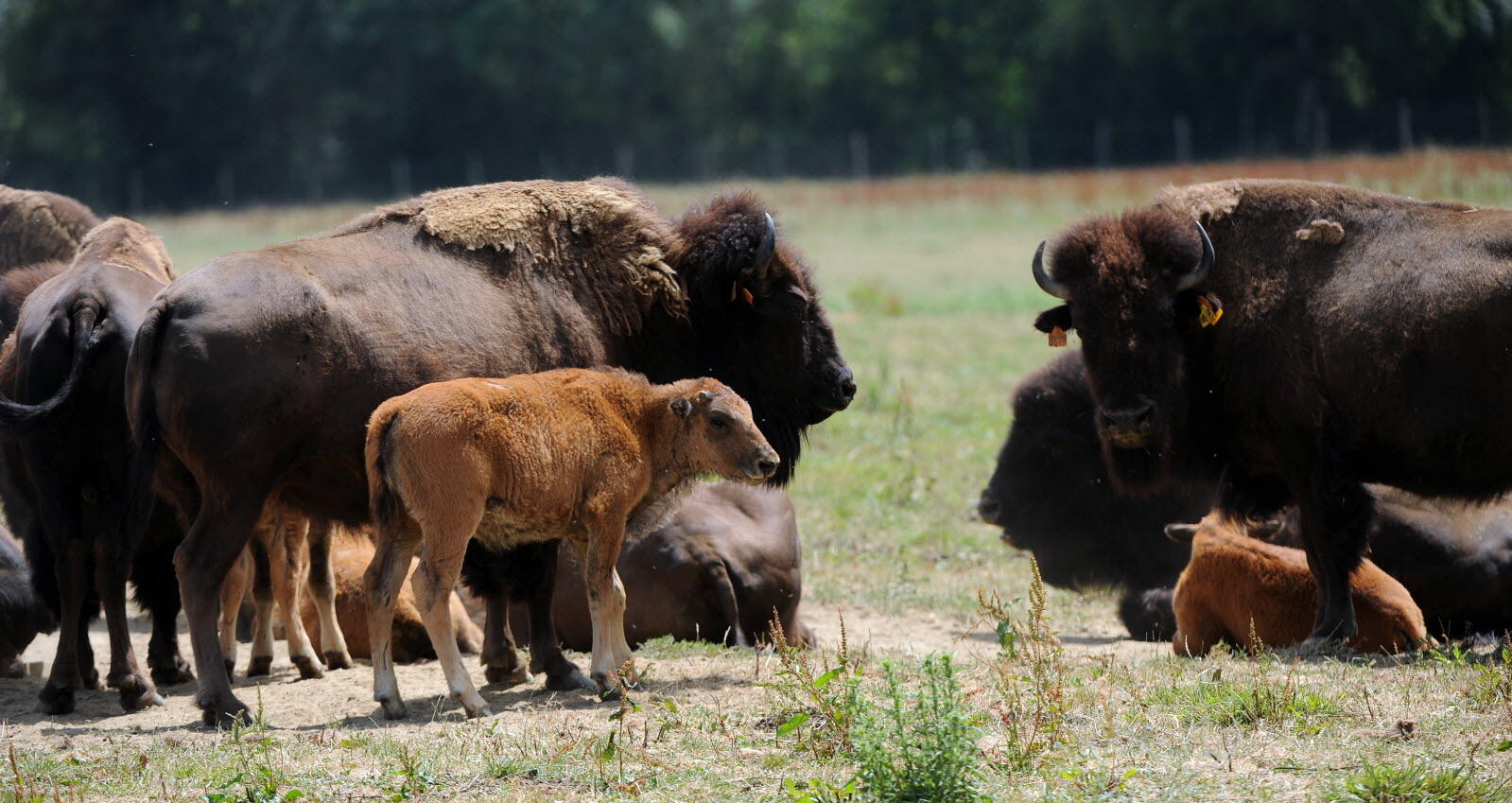 GAEC Clos Olivier, Saint-Didier-d'Aussiat : troupeau de bisons