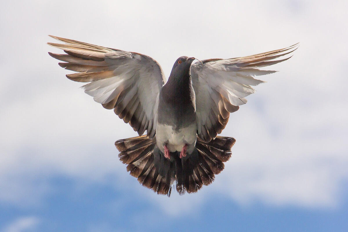 pigeon voyageur
