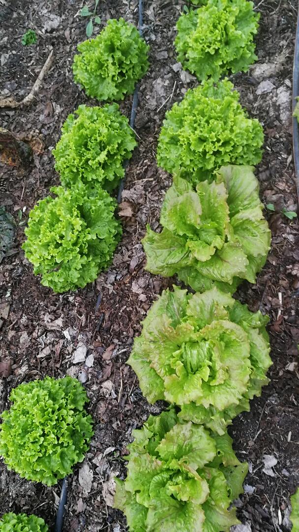 salades à la ferme