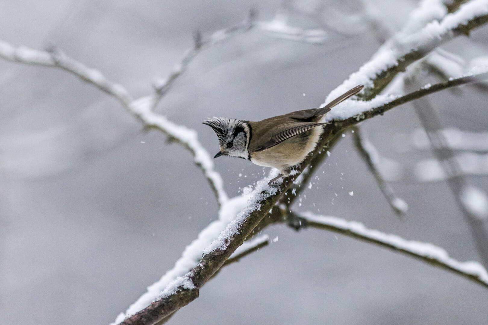Sortie observation des oiseaux - LPO_Plateau des Petites Roches