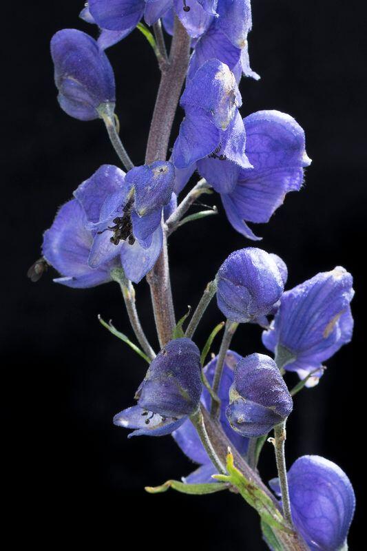 Conférence "Super-pouvoirs des plantes de nos montagnes"_Molines-en-Queyras