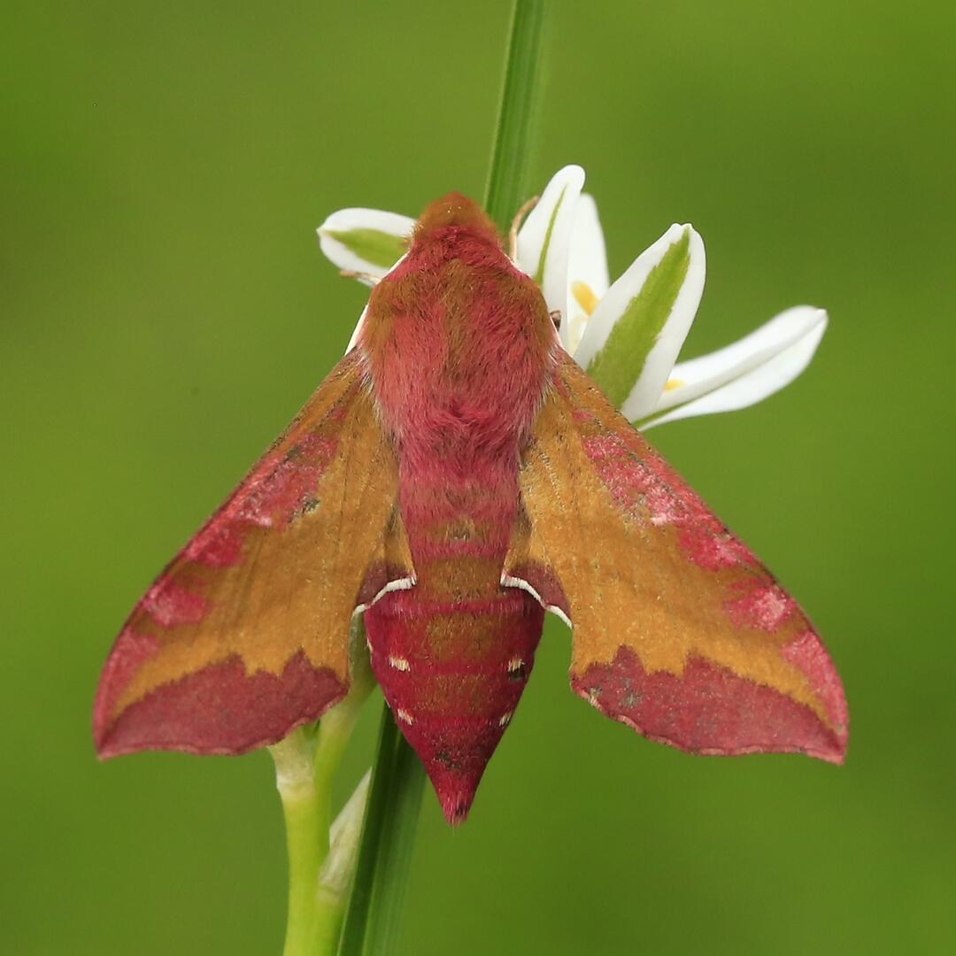 Biodiversité cachée_Saint-Jean-Saint-Nicolas