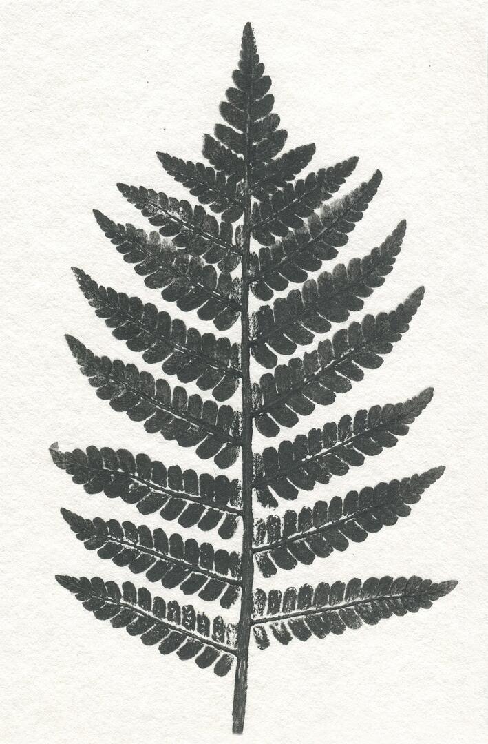 Atelier "impressions végétales"_Le Mas-d'Azil