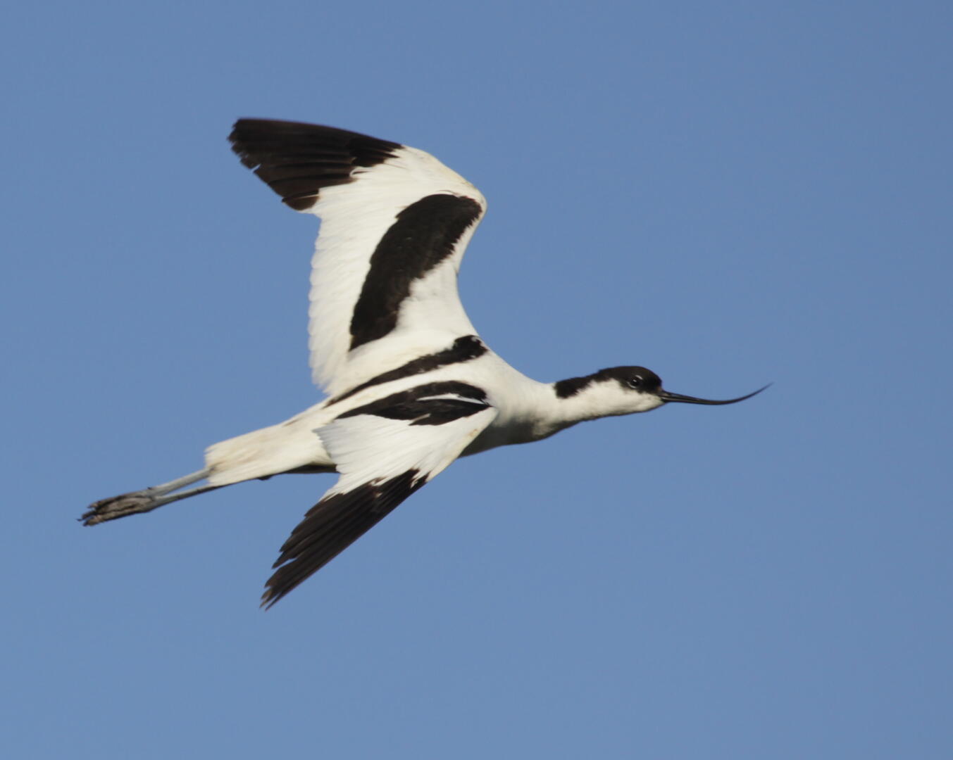Avocette élégante