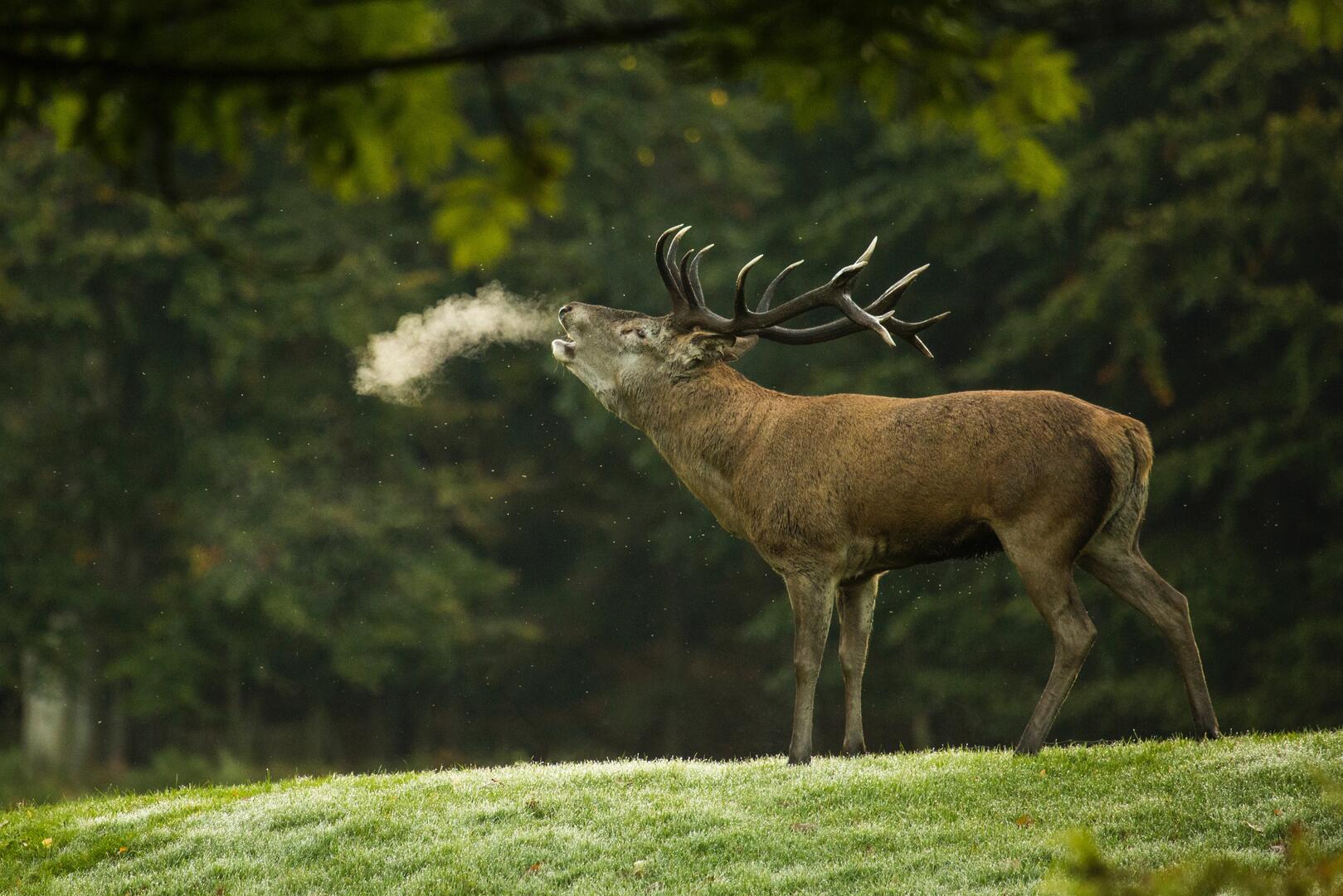 Brâme du cerf