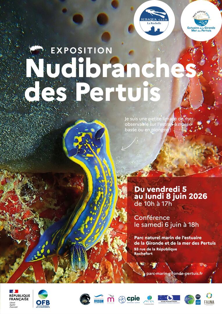 Exposition : Nudibranches des pertuis